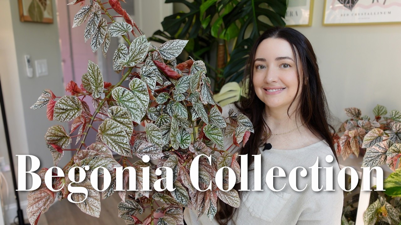 My Begonia Collection is Growing | 13 Beautiful Varieties 🪽🌿