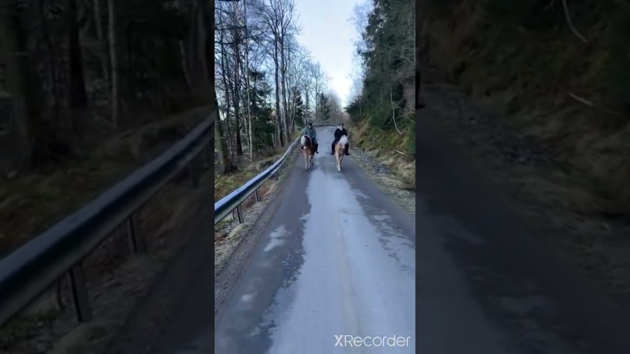 Matilda och hennes Vina ger sig ut i lugnt tempo med vagnen, b&aring;de i skogen och p&aring; stranden 🌳⛱️🐎