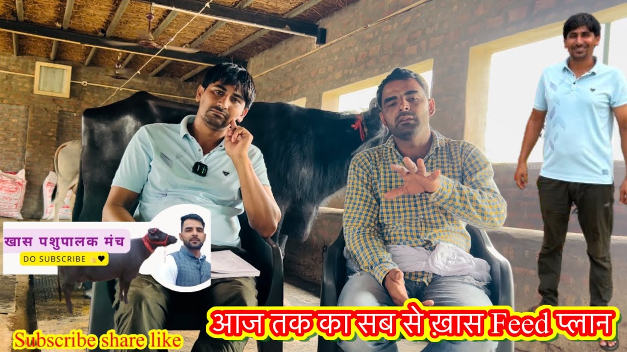 अपने पशु को क्या कब और कितना खिलाए भारत के बहुत बड़े ब्रीडर ने Feed plan पर खोले राज Ramesh beniwal