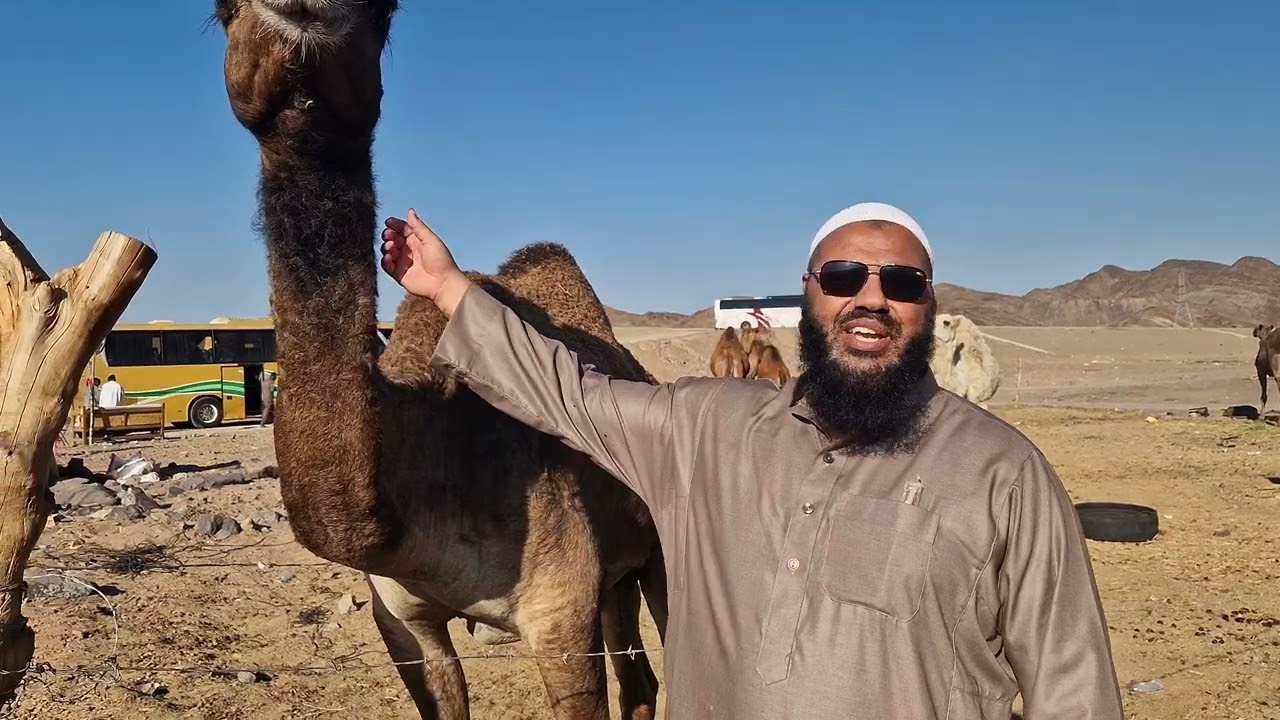 Schaut was passierte als Abul Baraa diese Worte dem Kamel sagte...