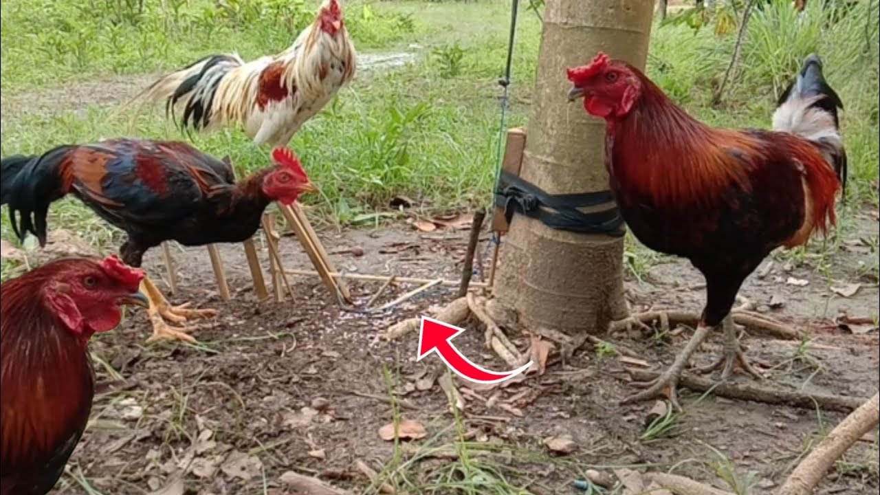 Cara Membuat Jerat Ayam Paling Mudah || Jerat Ayam 100% Ampuh