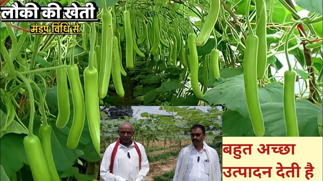 Ep-316 : लौकी की खेती मंडप विधि से बहुत अच्छा उत्पादन देती है #farming