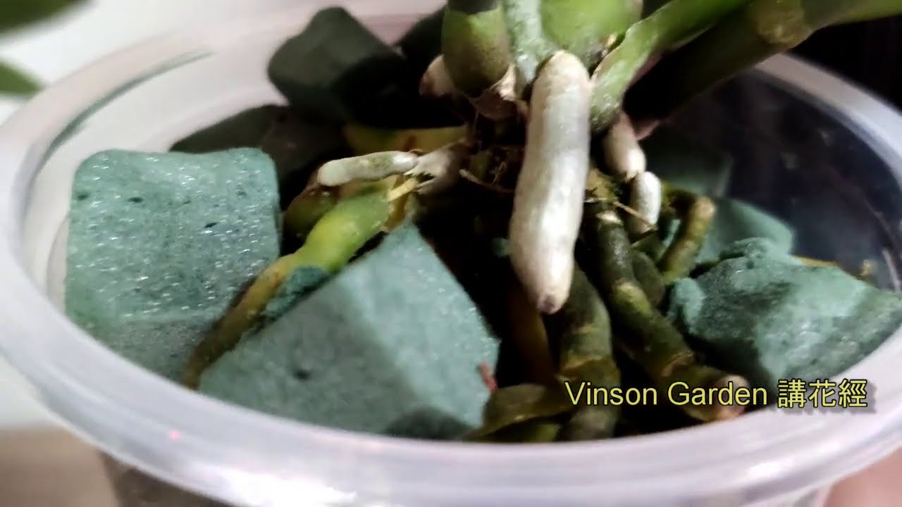 花泥磚種植蝴蝶蘭測試非常滿意 Use arranging bricks to grow orchids #orchids​ #蘭花 #蝴蝶蘭爛根 #蘭花水培