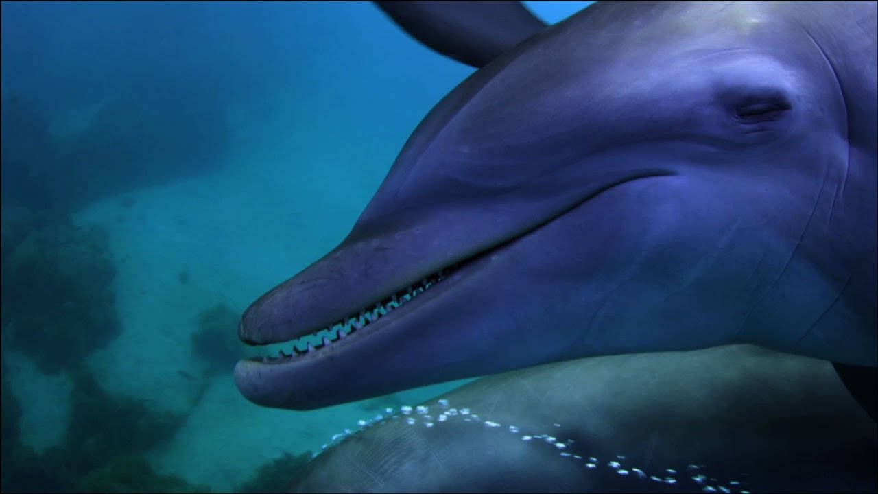 Dolphins purposely 'getting high' on pufferfish - Dolphins - Spy in the Pod: Episode 2 - BBC