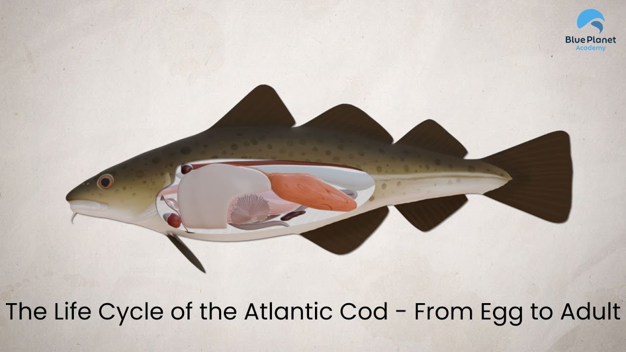 The Life Cycle of the Atlantic Cod - From Egg to Adult