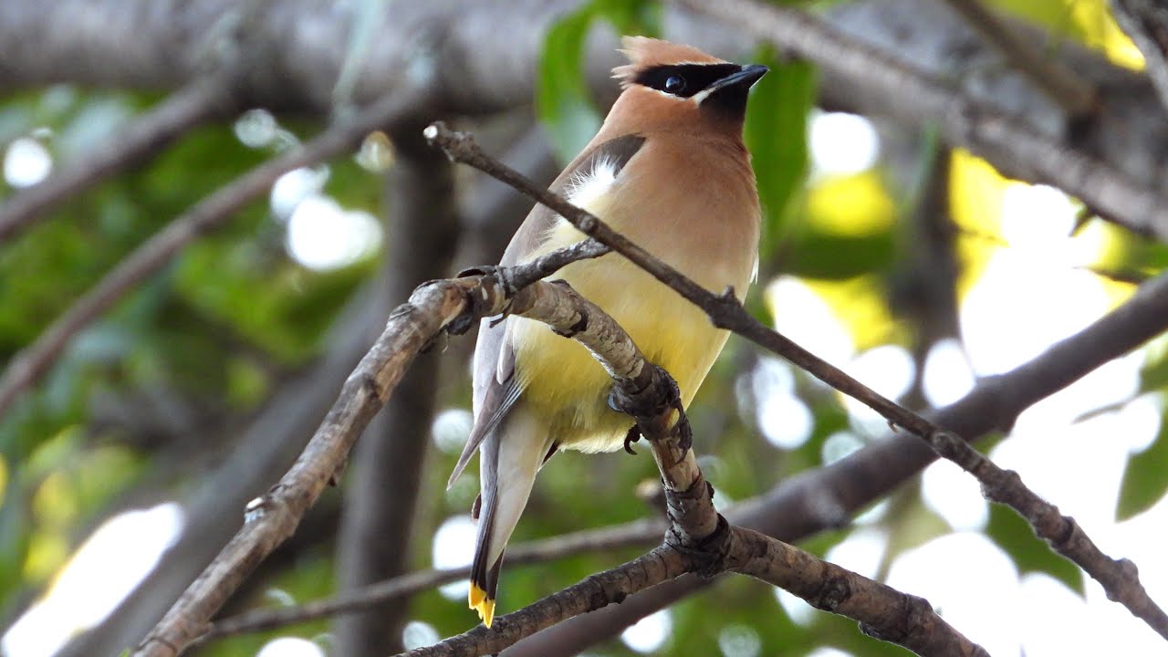 Jaseur d’Amérique / Cedar Waxwing