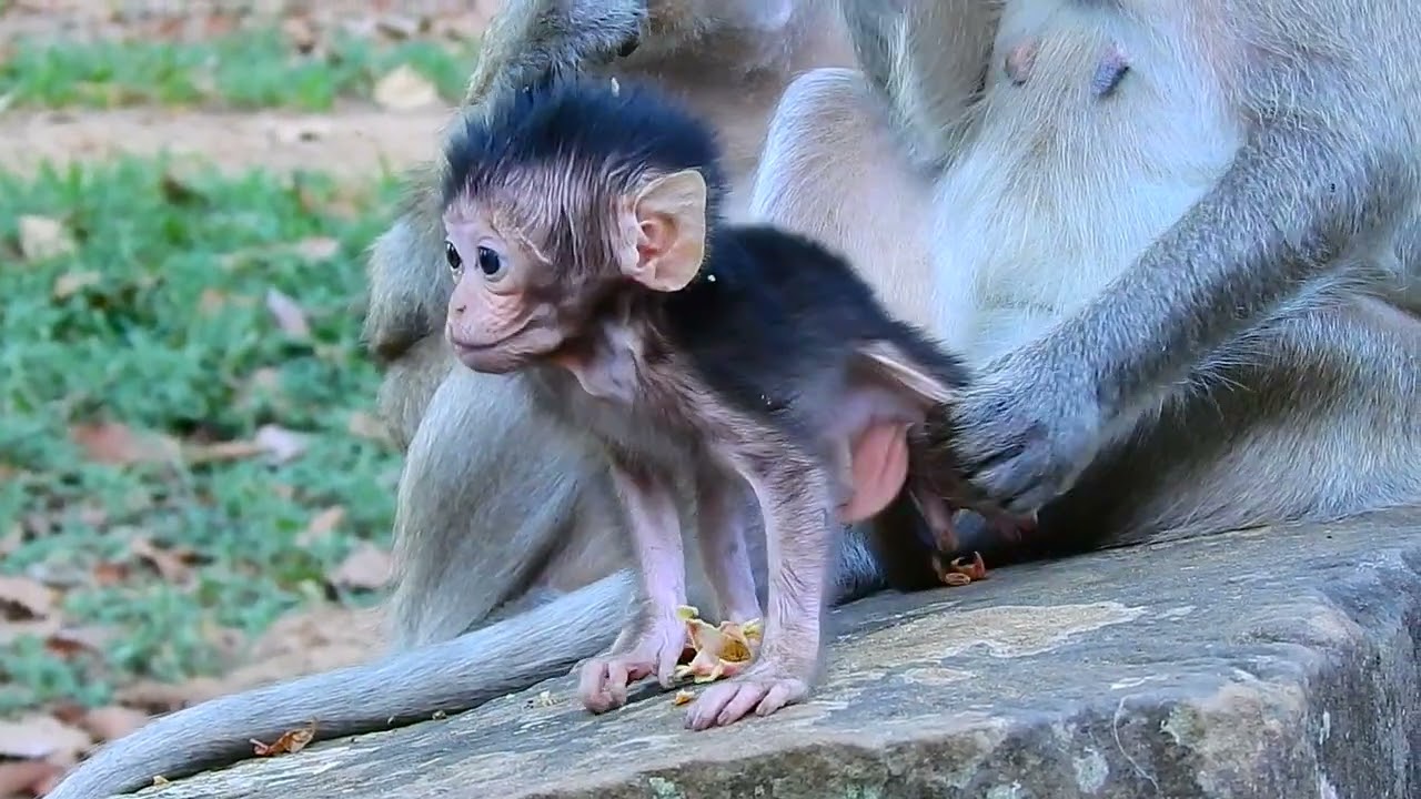 little new baby monkey want to walk out