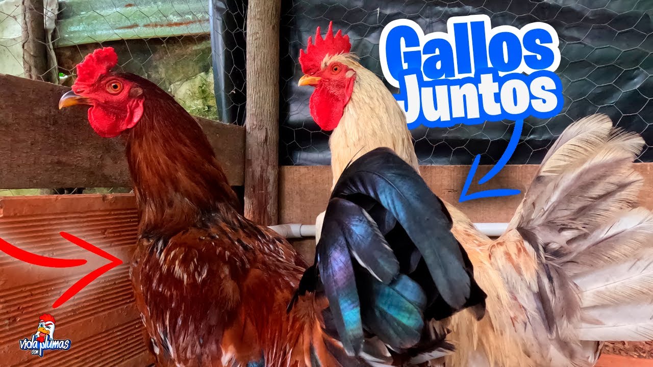 Como tener Gallos Juntos? 🐓