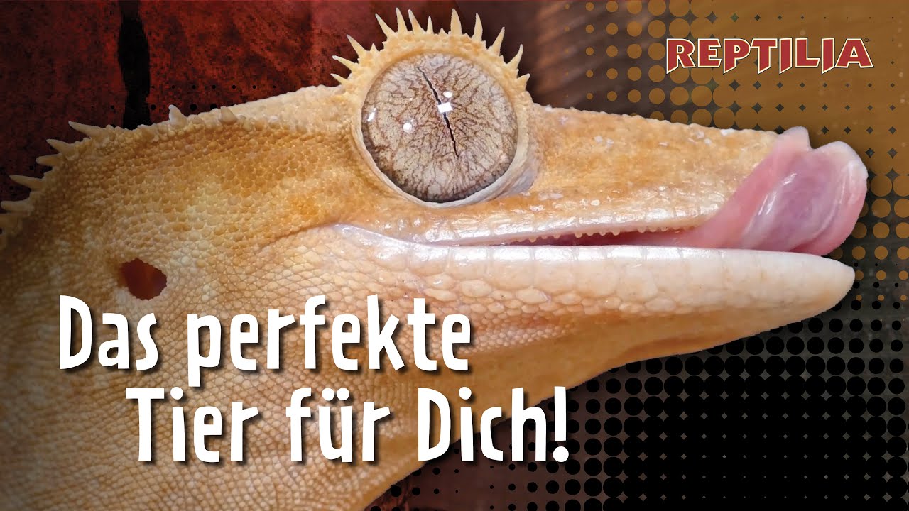 Kronengeckos erfolgreich halten und züchten!