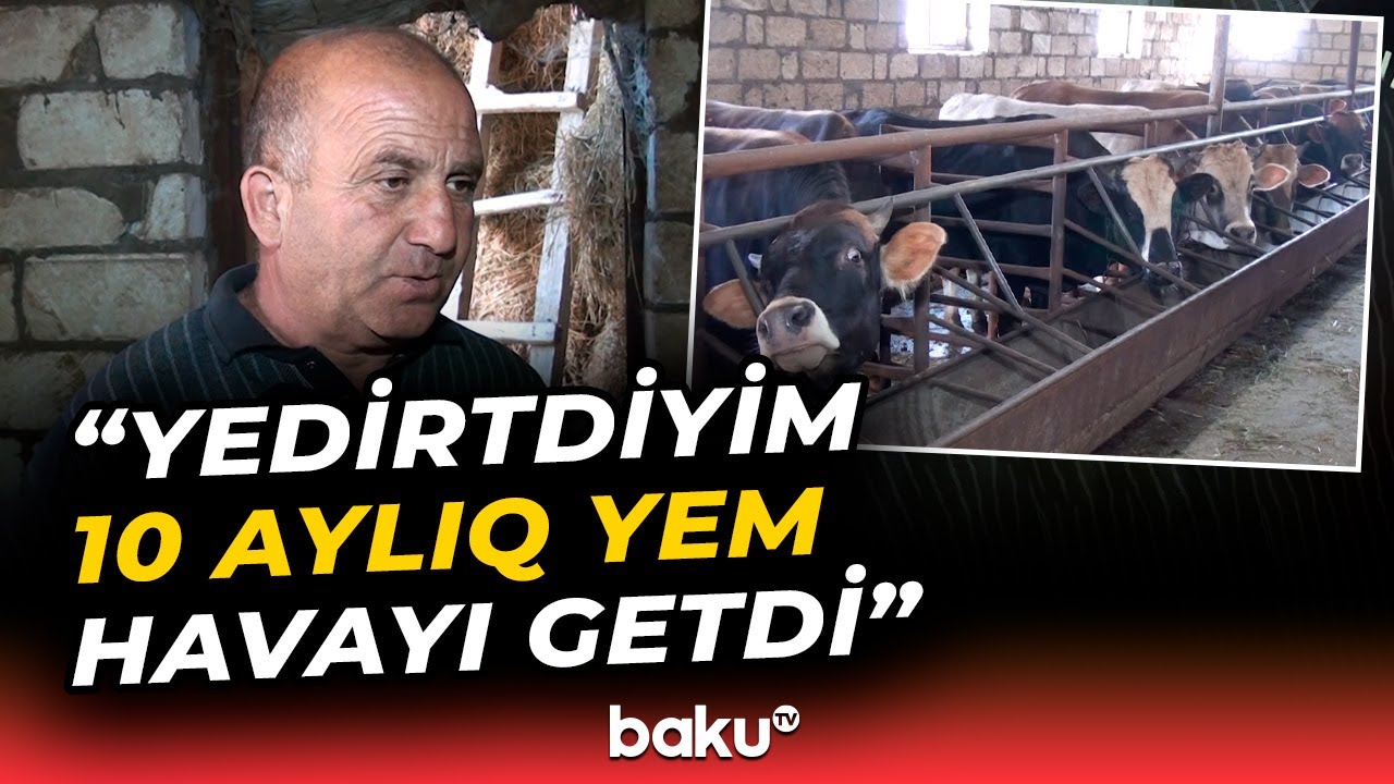 Dabaq xəstəliyi hansı hallarda insana keçir?