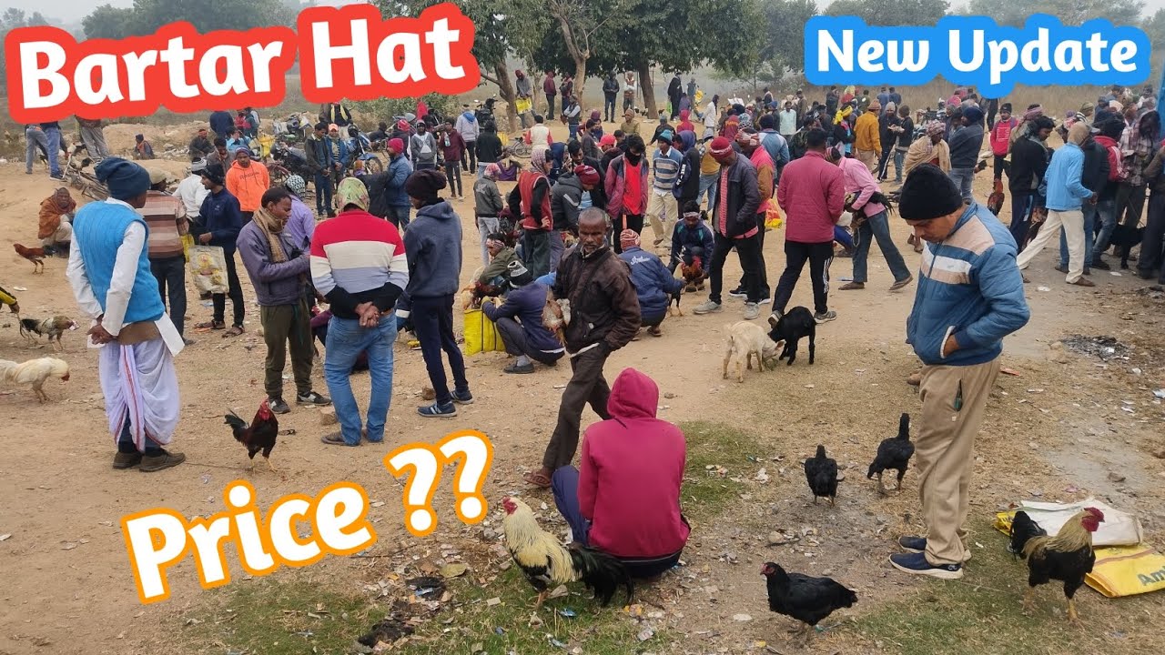 Bartar Hat | Bartar murga price ?🔥 | best quality aseel murga market | rr farms