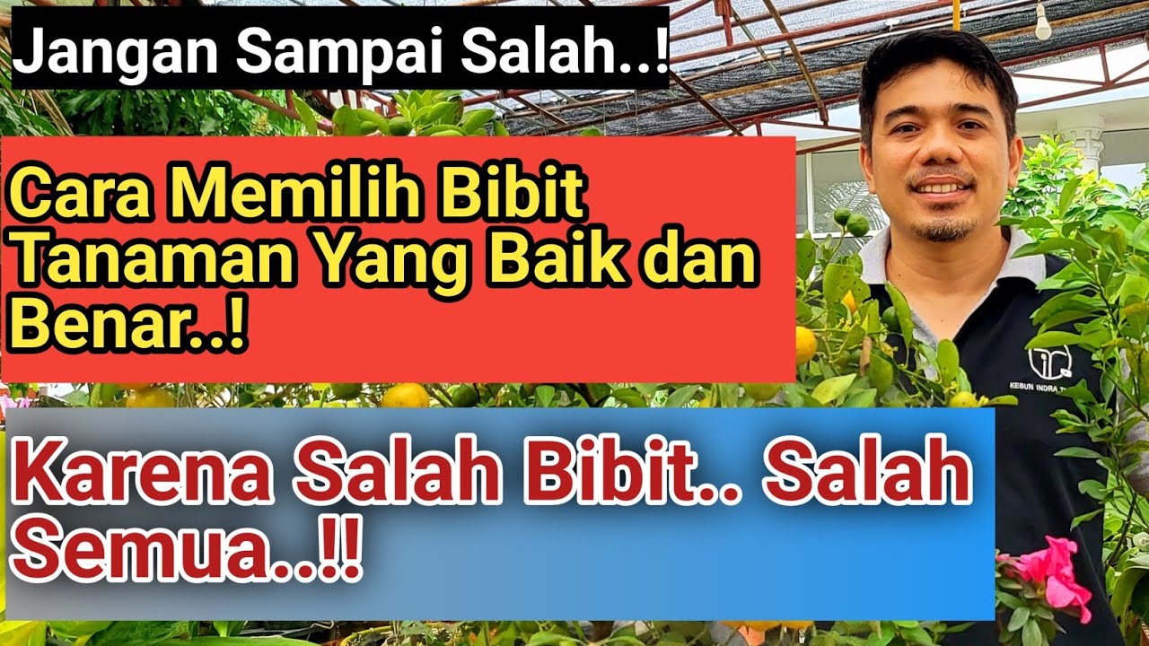 Cara Memilih Bibit Tanaman yang Baik, Tips memilih bibit tanaman, Cara Memilih bibit tanaman,