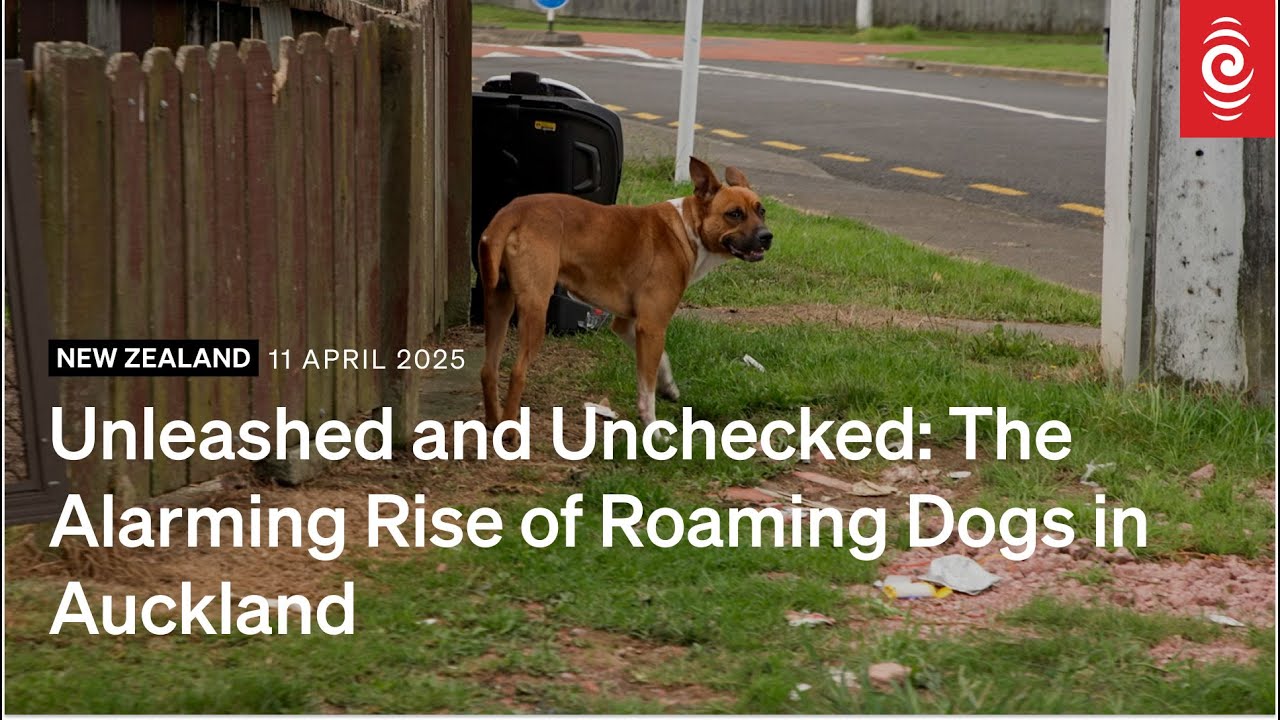 Unleashed and Unchecked: The Alarming Rise of Roaming Dogs in Auckland | RNZ