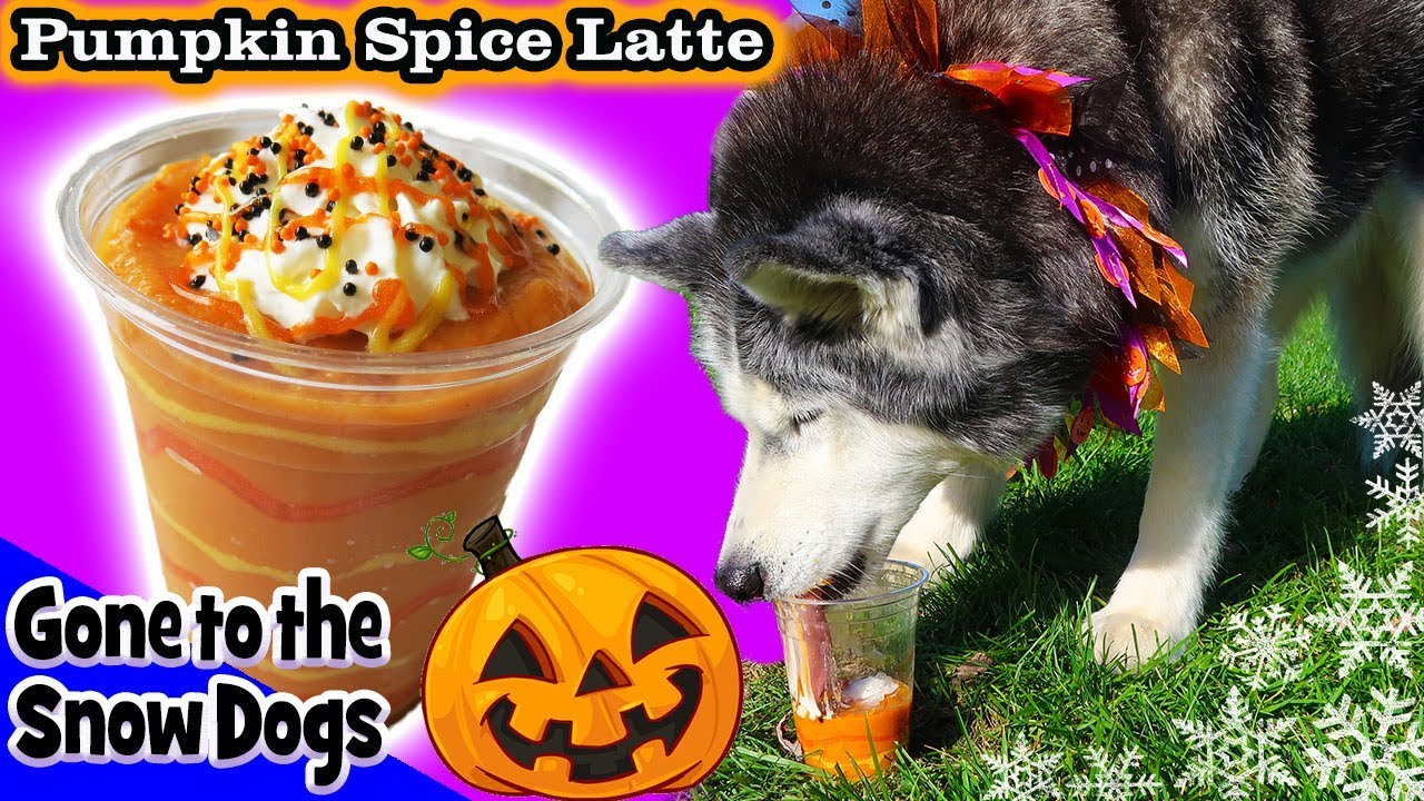 DIY Pumpkin Spice Latte for Dogs | DIY Dog Treats | Snow Dogs Snacks 86