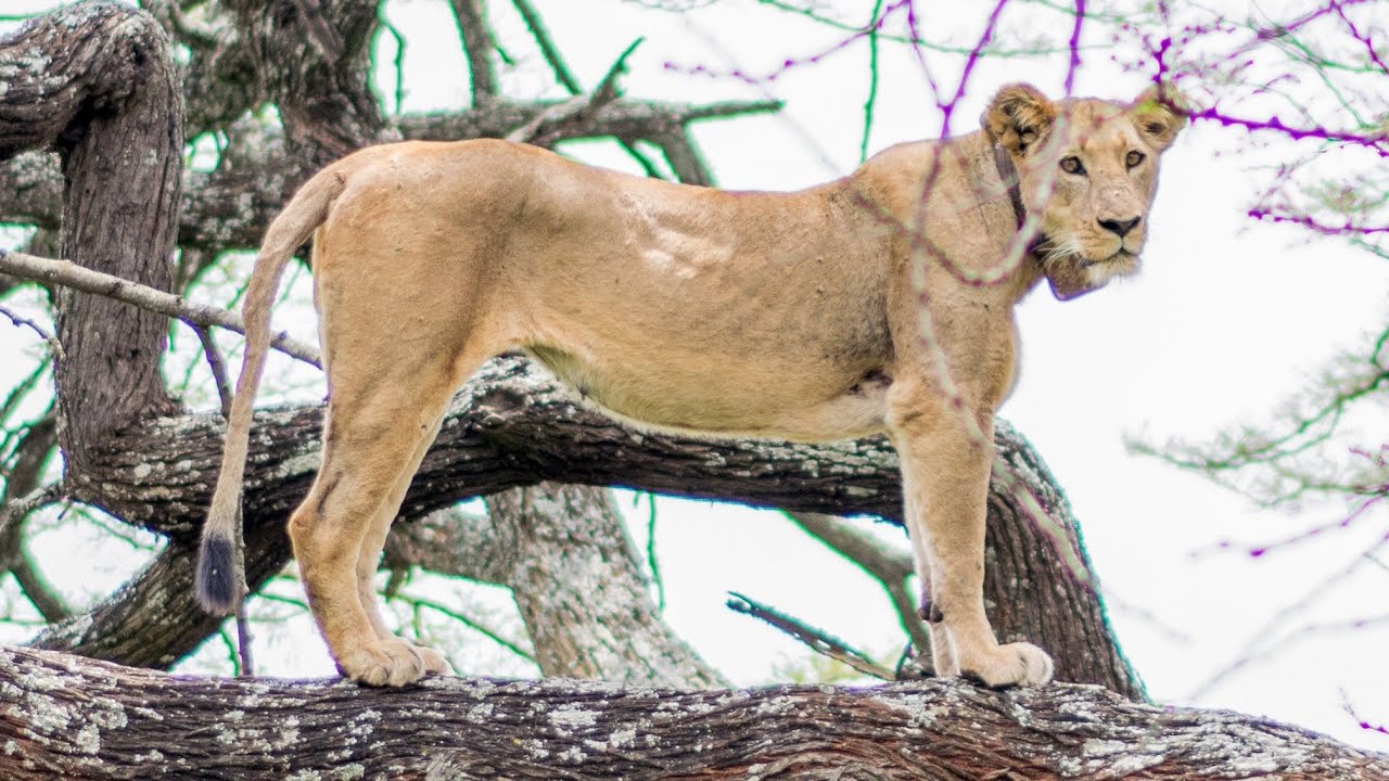DISCOVER NAIROBI NATIONAL PARK