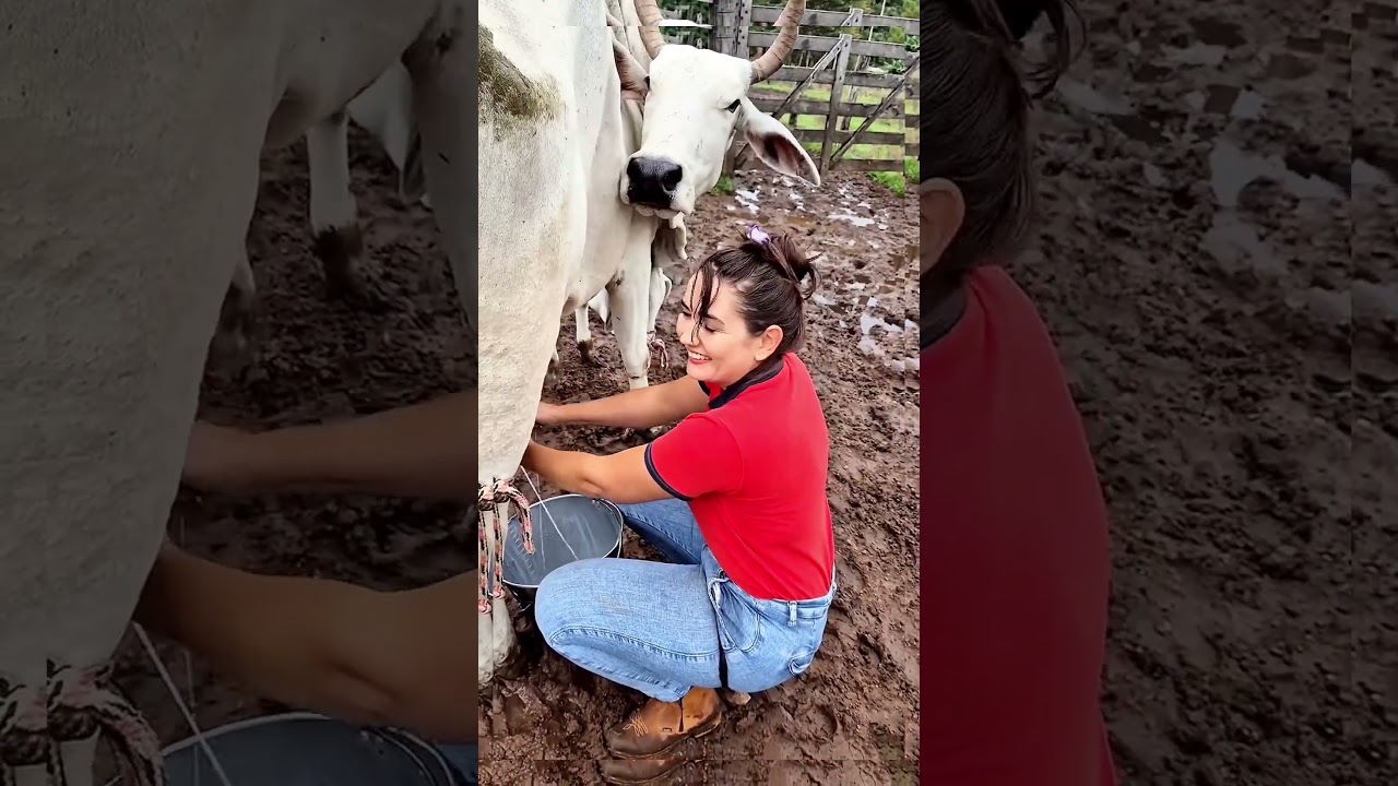 A Day in the Life of a Farm Girl | Cattle Care & Milking #rurallife #cow #freshmilk #villagelife