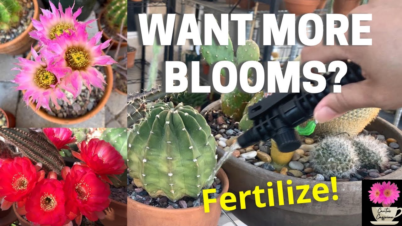 Fertilizing Cactus to Encourage More Blooms | #cactusflower