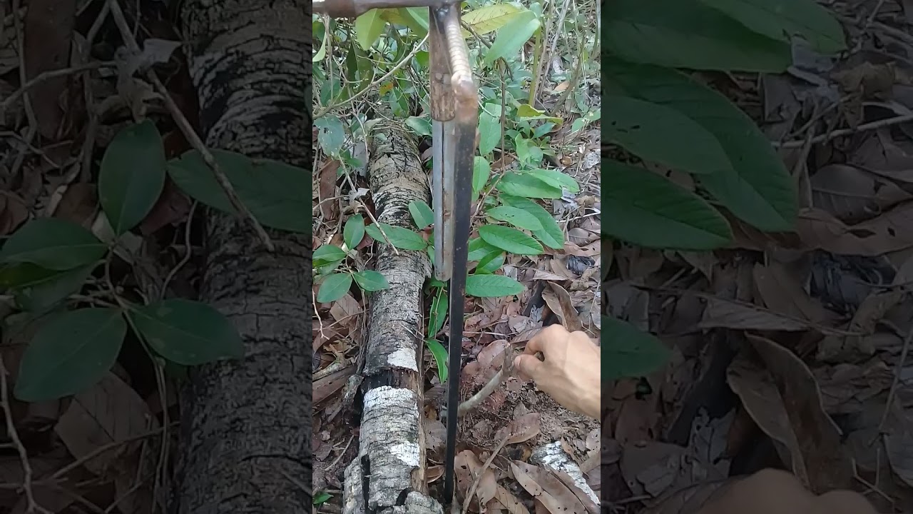 armando trabuco no trilho do tatú