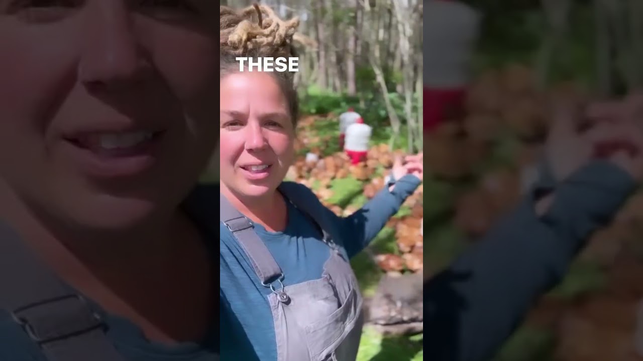 How We Raise About 4,000 Chickens For Meat on Our Commercial Regenerative Farm Without Coops - Pt 1