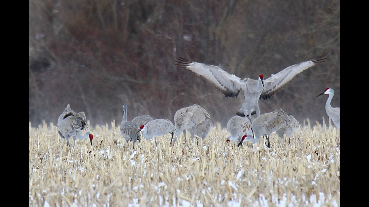Sandhill Cranes face cold and snow with other migrators. Montezuma, New York 3/17/26.