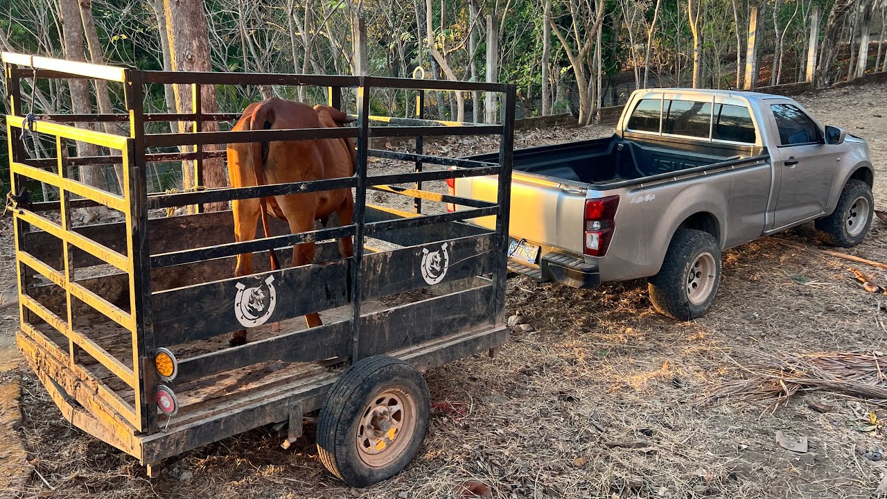 😱🐄Llevamos esta novilla de la hacienda el Camalote a su nuevo corral 😱🐄