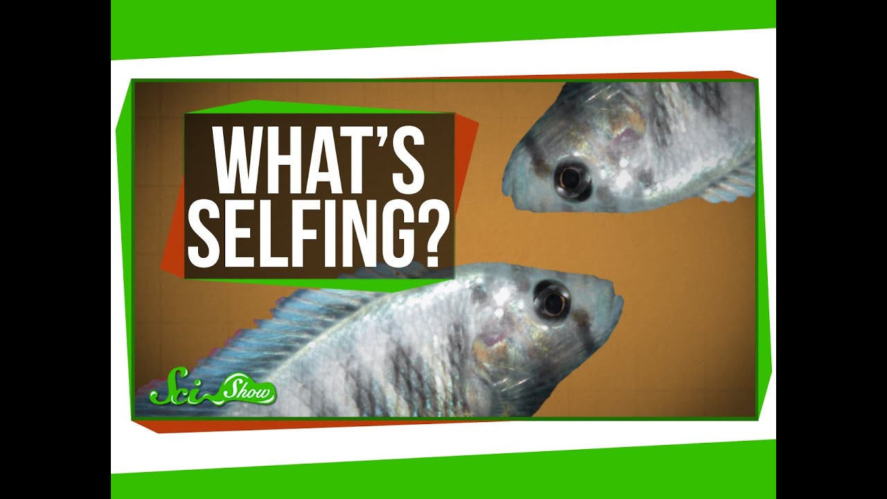 What is Selfing?