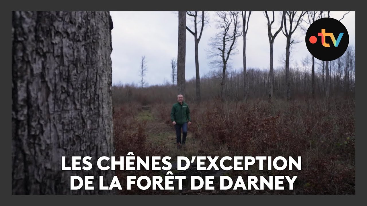 Les chênes de la forêt d'exception de Darney