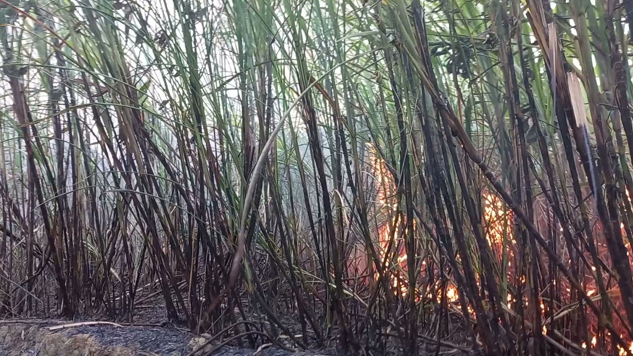 fogo contra o  vento
