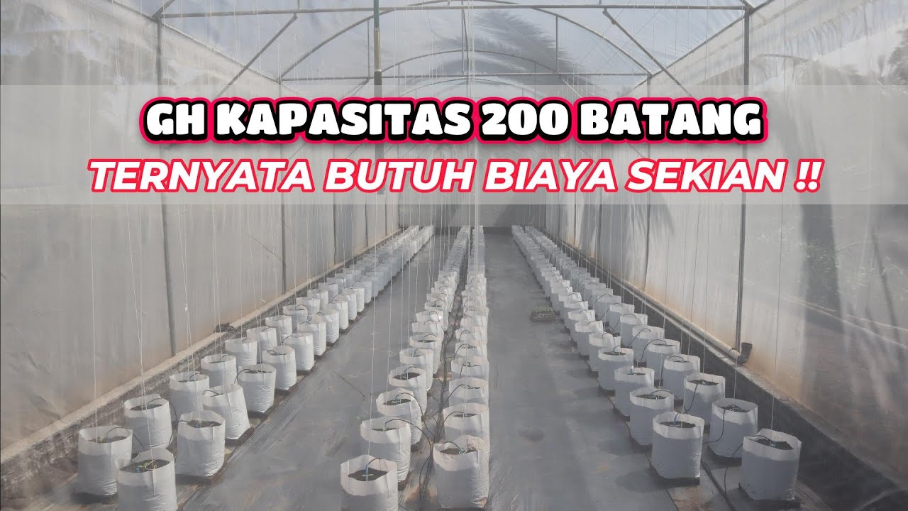 TOTAL BIAYA GREEN HOUSE MELON KAPASITAS 200 BATANG !! MAHAL ATAU MURAH ???