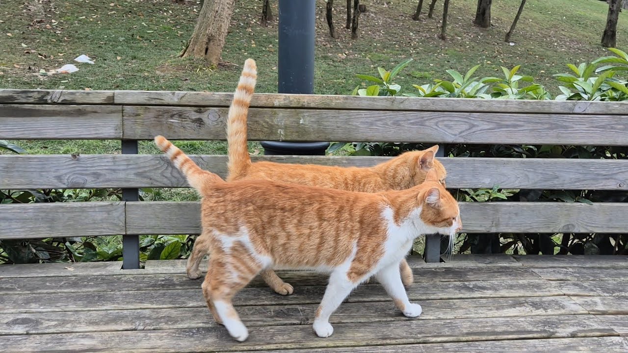 Two adorable stray cats walking around cuddled up to each other.