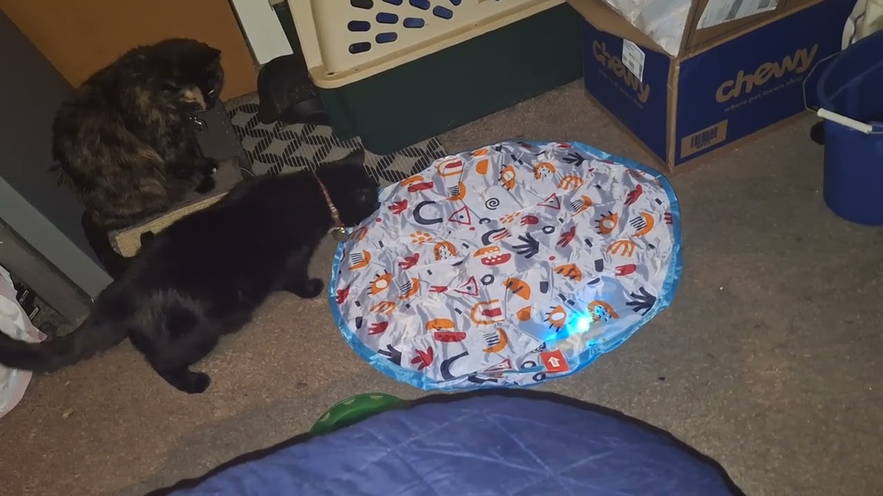Qaffi and Pepper haz a nu toi 😁 #cattoys 