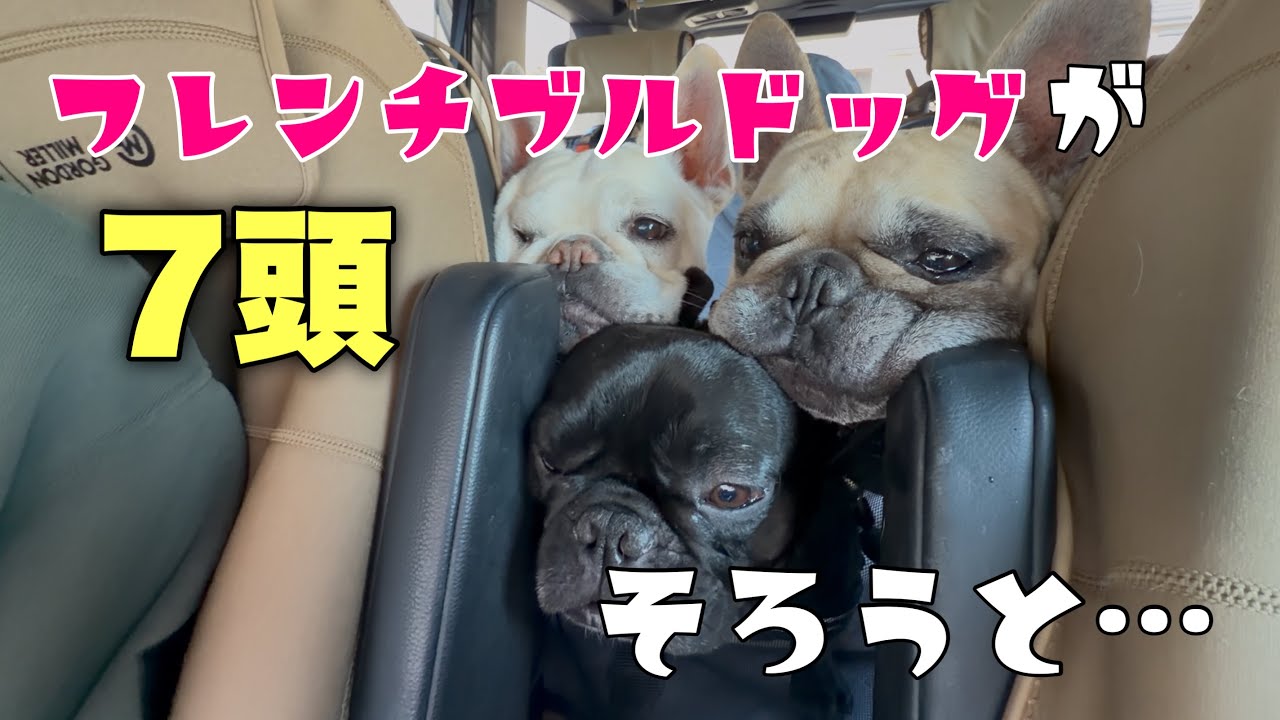 フレンチブルドッグの魅力！どーしてこんなに笑かしてくれるのｗｗ