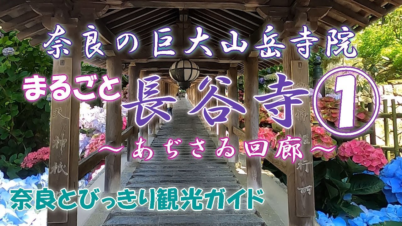 【長谷寺】まるごと長谷寺PART①。あじさい回廊。平安時代から長谷詣として人気の巨大山岳寺院をあじさいの季節に隅からすみまでご案内。花の寺長谷寺の魅力　奈良とびっきり観光ガイド【あじさい】
