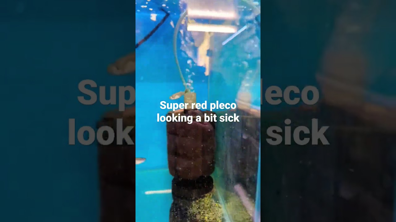 #fish