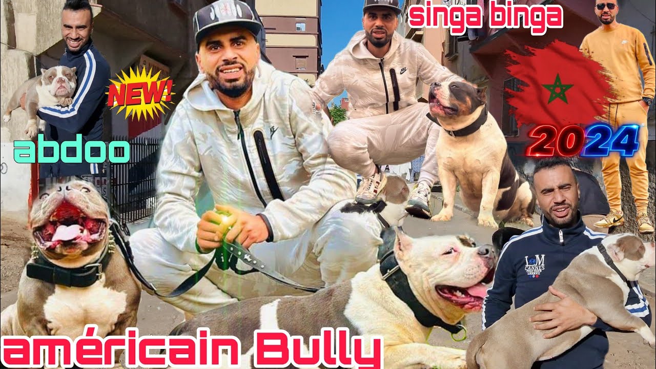 زيارة مفاجأة عند المولوع🏆 وبطل🎖عبدو سفير مع الأسطورة بولي امركان #canecorso 😱ديال بصح وجمالك جمال 💥💣