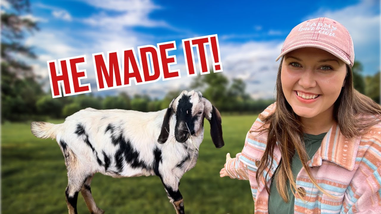 How we SAVED our goat from parasite overload | Goat Herd Care | The Head Family Farm
