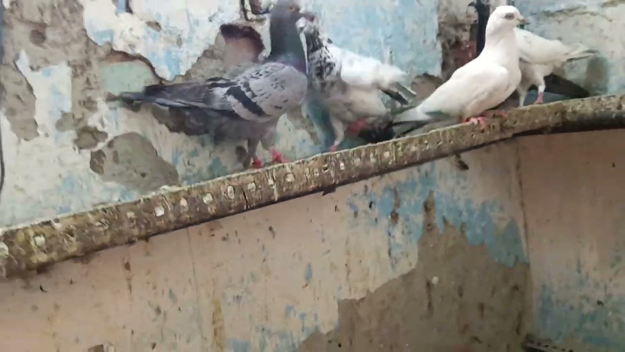 नया स्टॉक 17.3.26 आ गया है कोई भी कबूतर 250/- 9A ब्लॉक त्रिलोकपुरी #7042535727