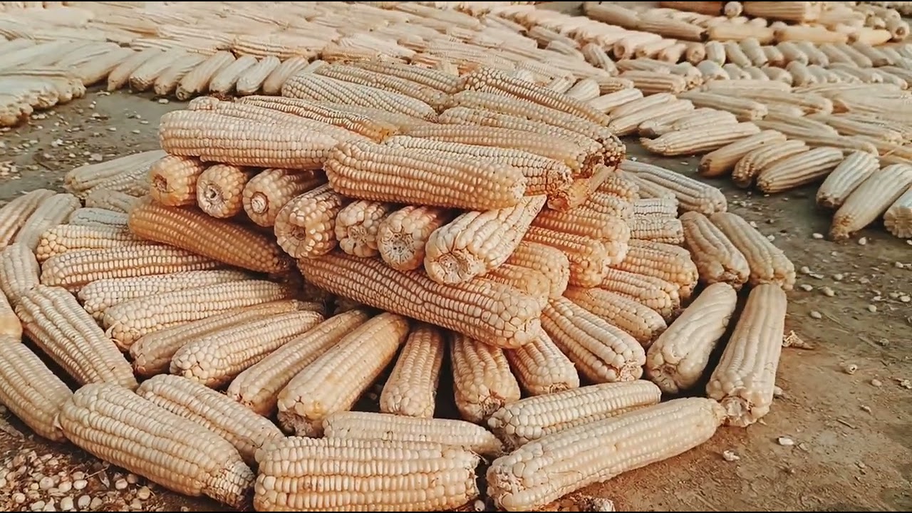 The Faculty of Agriculture, SKUAST-K Wadura is glowing with the golden hues of the maize harvest! 🚜🌽