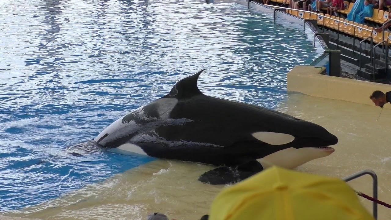 Tenerife - Loro parque - Orca show