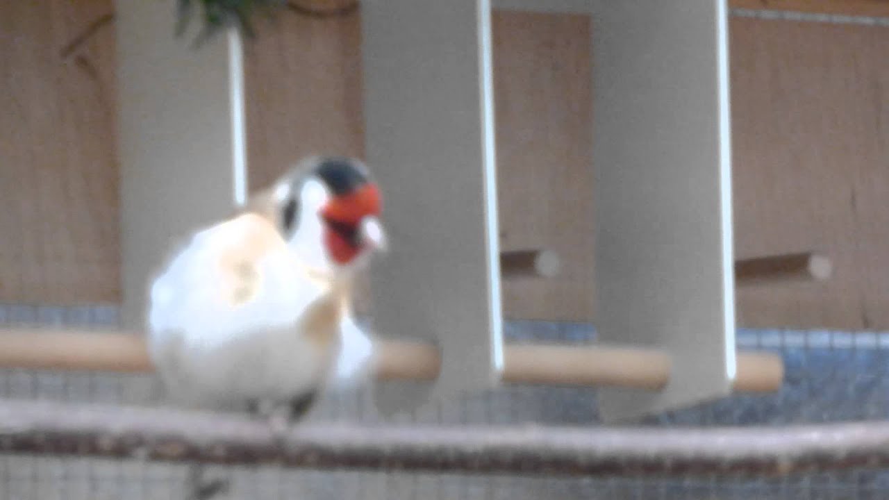 1,0 Stieglitz Major Natur, Carduelis Carduelis Major, 02/2014-5