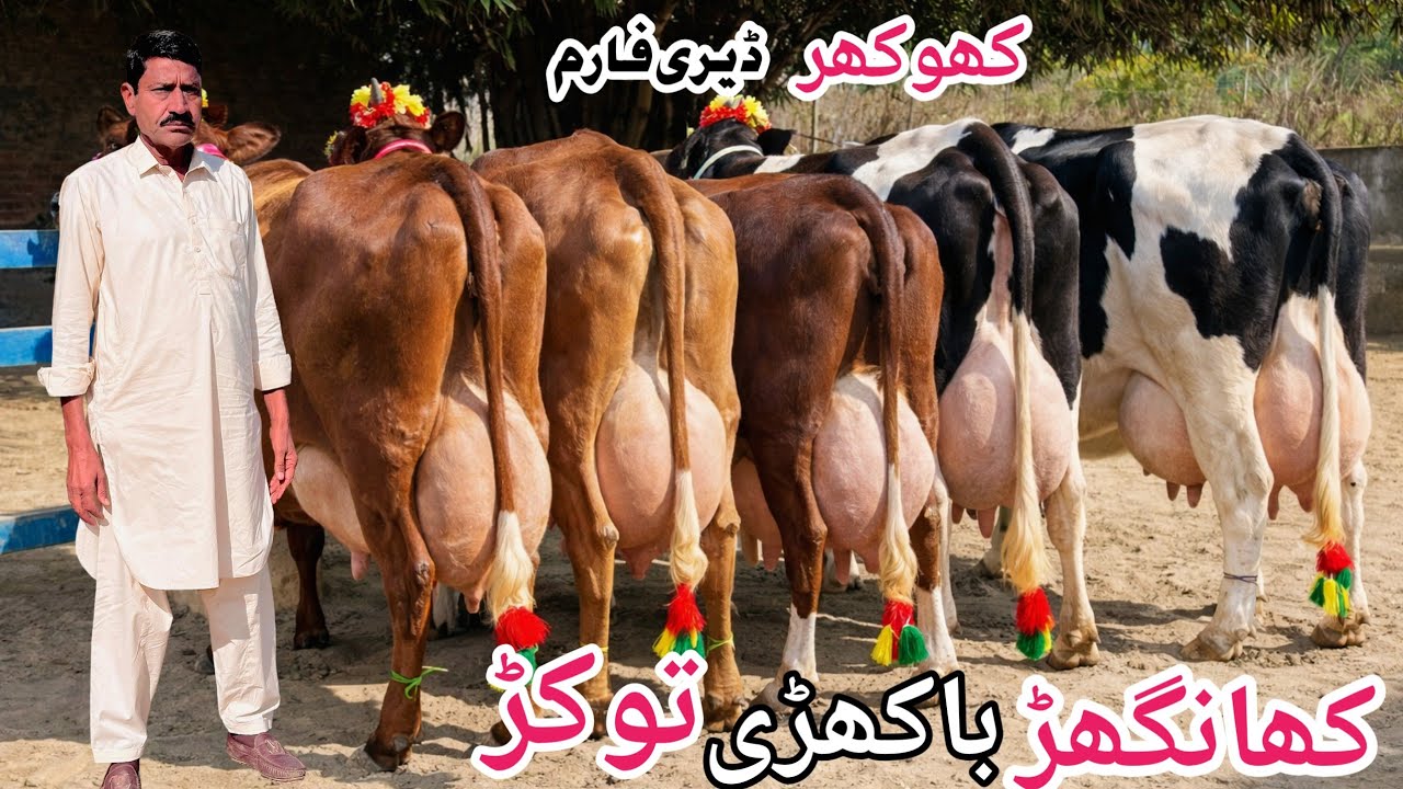Khokhar Dairy Farm | Jersey Cow for sale and Khngher Cows for sale in Pakistan Punjab 