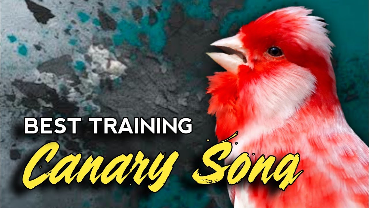 #006 Kenari Gacor Panjang Rol Rapat | Burung Kenari Bernyanyi, Canario Belga