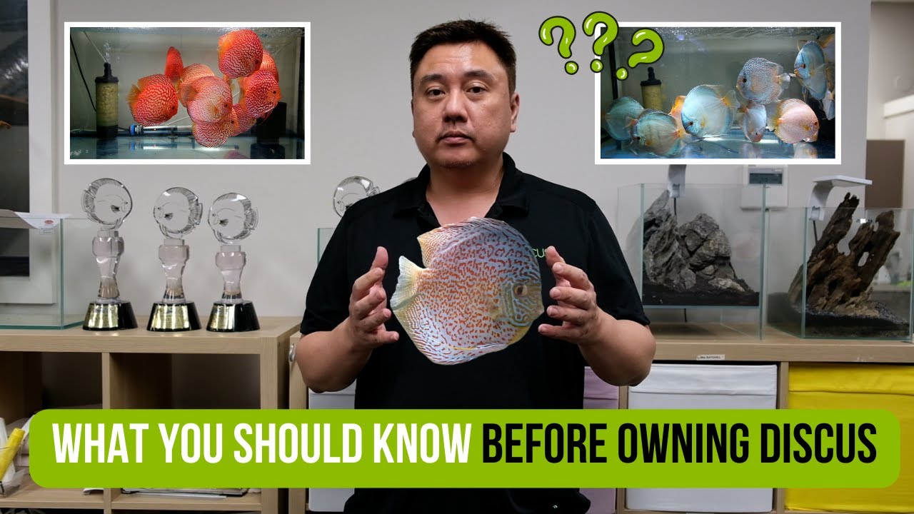 Что нужно знать перед покупкой дискуса | Руководство для начинающих по дискусу