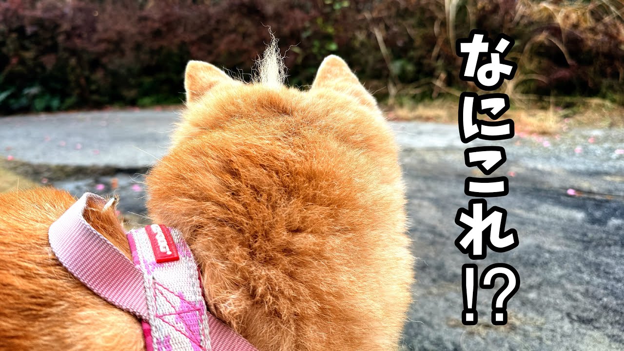 変なアンテナをつけてお散歩に出かけてしまう柴犬Shiba Inu Goes for a Walk with an Antenna
