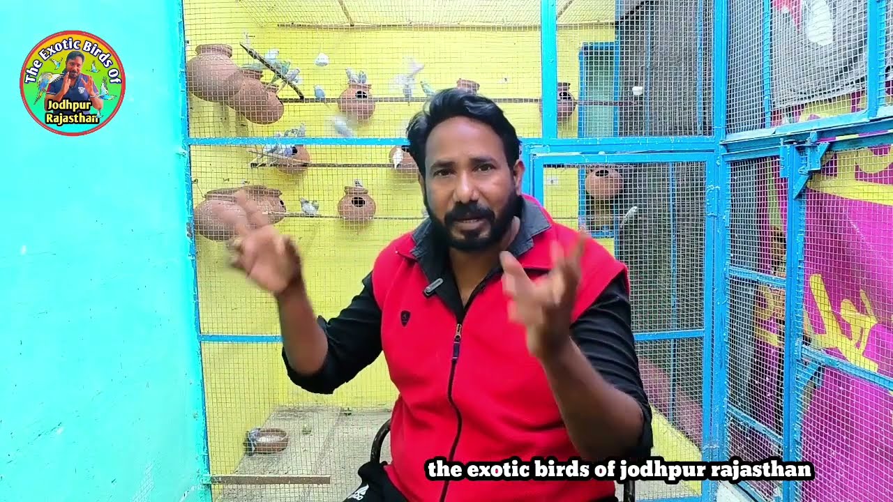 Rainbow Budgies Price In India | best quality of rainbow budgies
