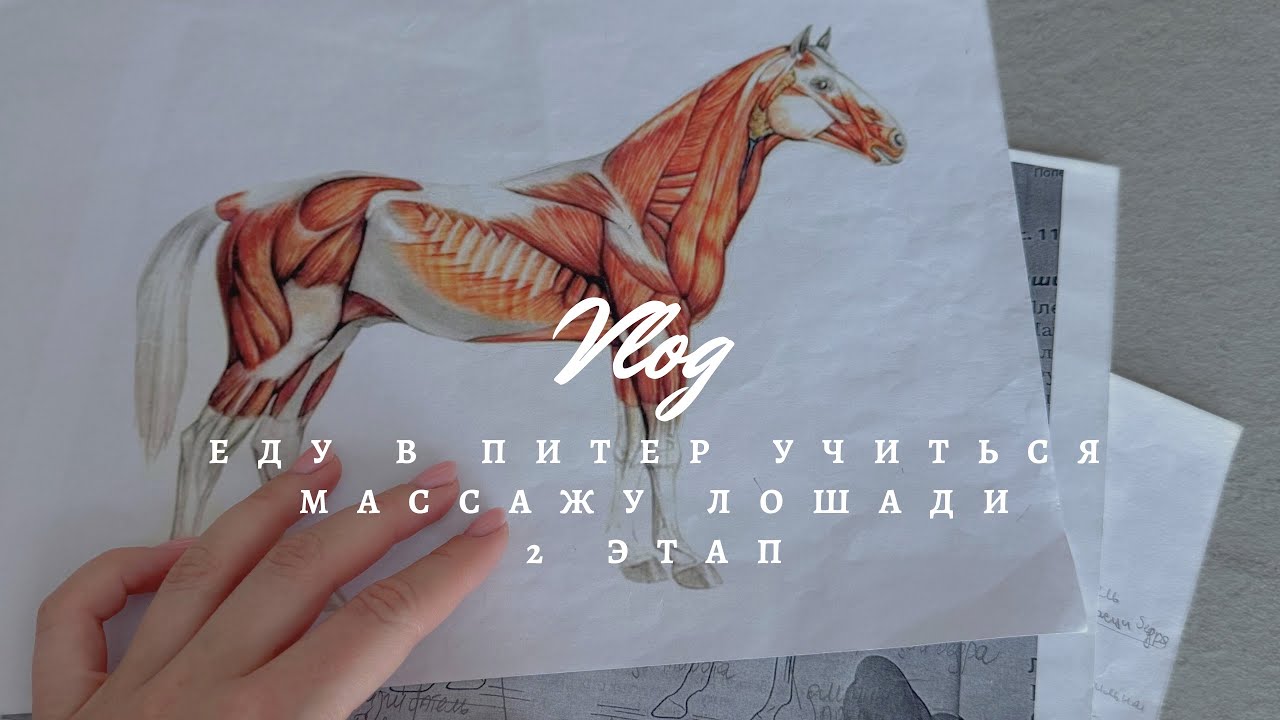 Влог | Еду в Питер учиться массажу лошади | 2 этап