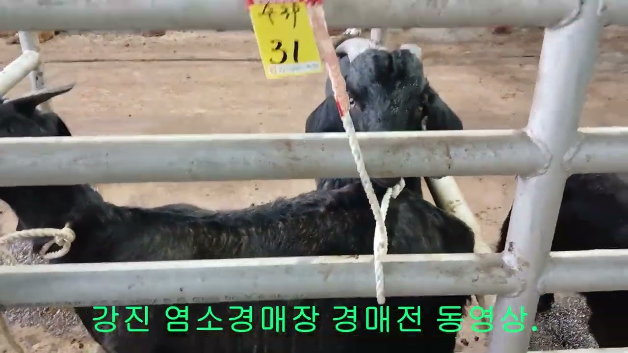 1월19일  강진염소경매장 염소4(암2,숫2)마리 구매/경매전 동영상.
