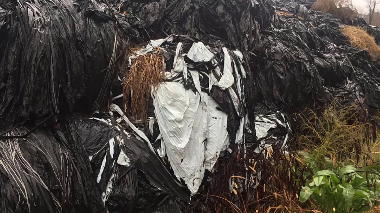 Mulch Film Removal   final