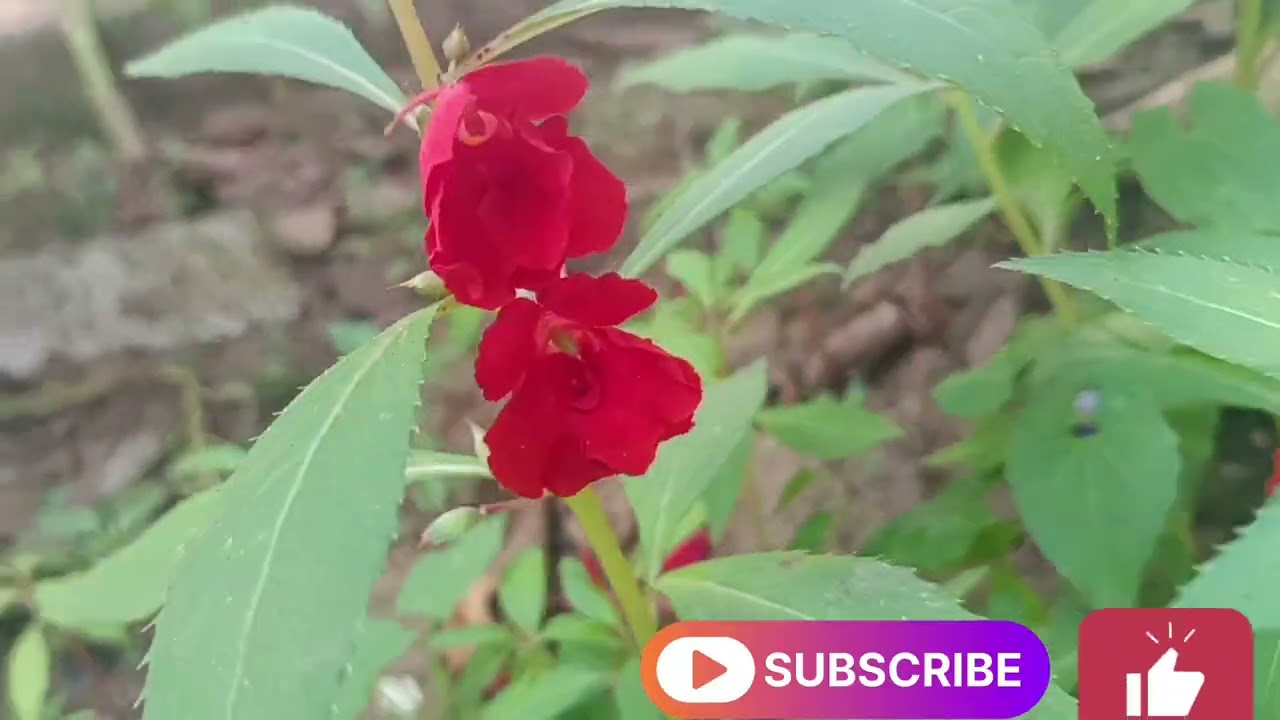 വീട്ടിലെ ചെടികളും പൂക്കളും 🌸🌷🌺🌿🏵️🌹💮🌾🪻💐🌱🌸#flowers#viral#home #trending #shorts 