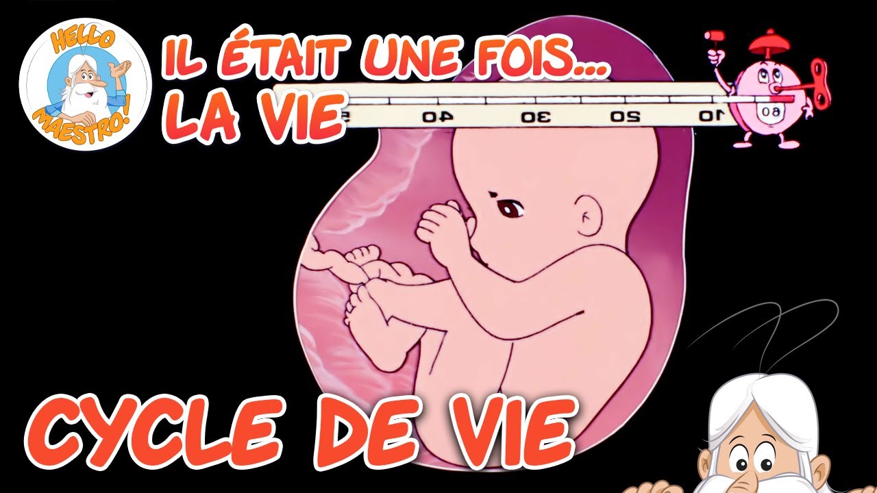 Le cycle de vie | Compilation d'épisodes | Il était une fois... la Vie